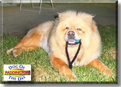 Paddington Bear, the Dog of the Day