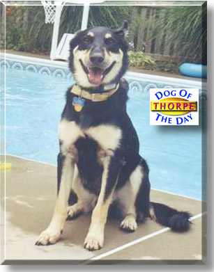 Thorpe, the Dog of the Day