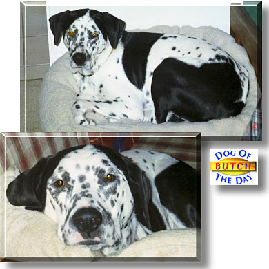 Butch, the Dog of the Day