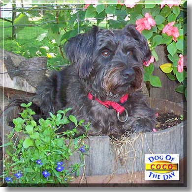 Coco, the Dog of the Day