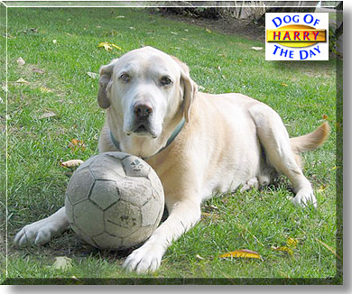 Harry, the Dog of the Day