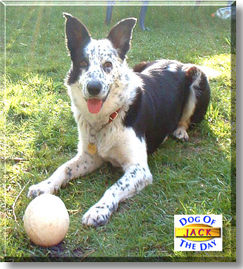 Jack, the Dog of the Day