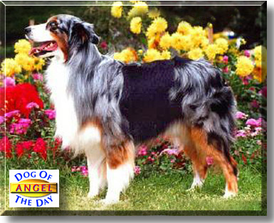 Angel, the Dog of the Day