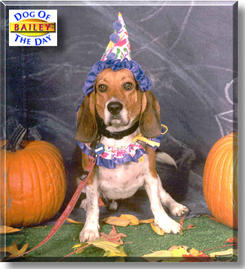 Bailey, the Dog of the Day