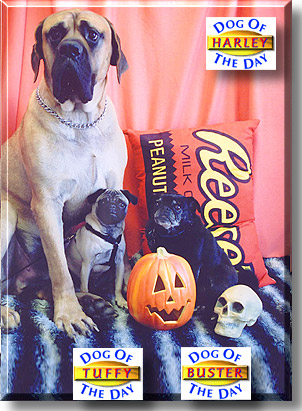Harley, Buster, Tuffy, the Dogs of the Day