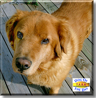 Tara, the Dog of the Day