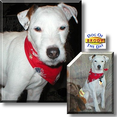 Brody, the Dog of the Day