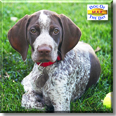 Max, the Dog of the Day