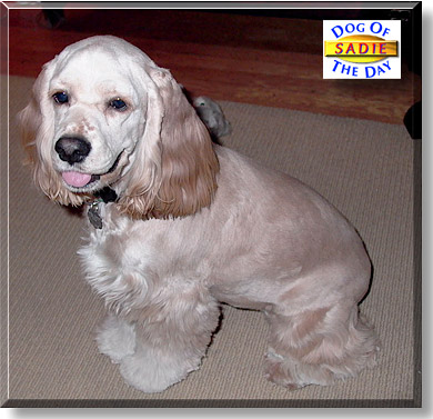 Sadie, the Dog of the Day