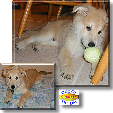 Sparkle, the Dog of the Day