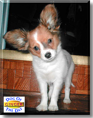 Ginger Brandy, the Dog of the Day