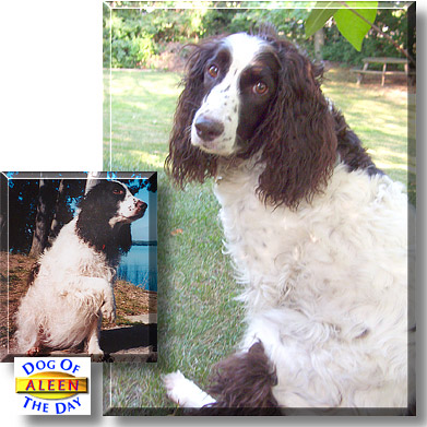 Aleen, the Dog of the Day