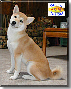 Akimi, the Dog of the Day