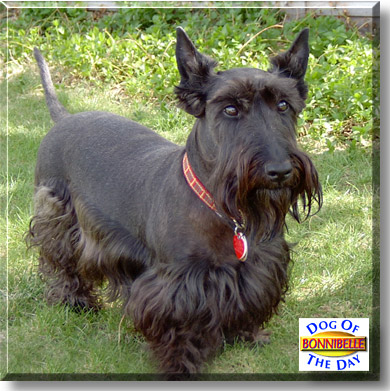 Bonnibelle, the Dog of the Day