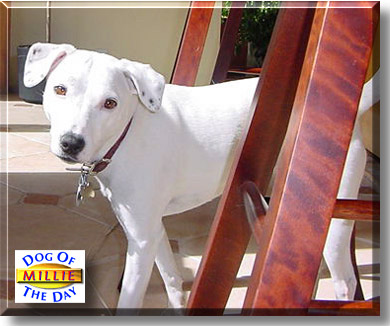 Millie, the Dog of the Day