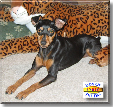 Lyric, the Dog of the Day
