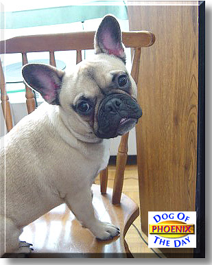 Phoenix, the Dog of the Day