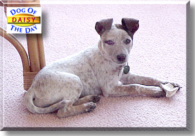 Daisy, the Dog of the Day
