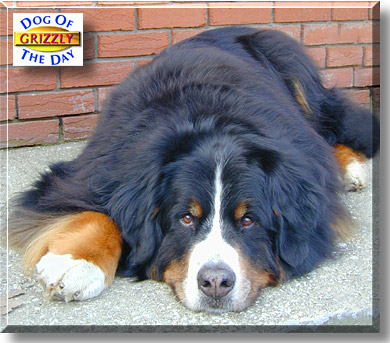 Grizzly, the Dog of the Day