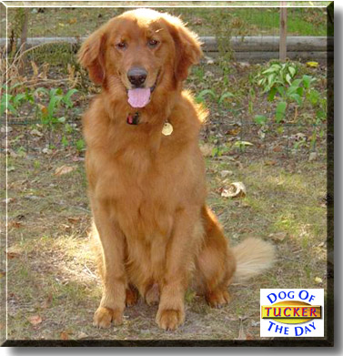 Tucker, the Dog of the Day