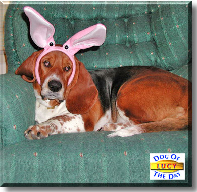 Lucy, the Dog of the Day