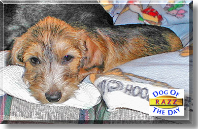 Razz, the Dog of the Day