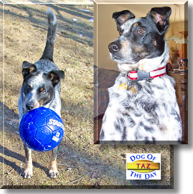 Taz, the Dog of the Day