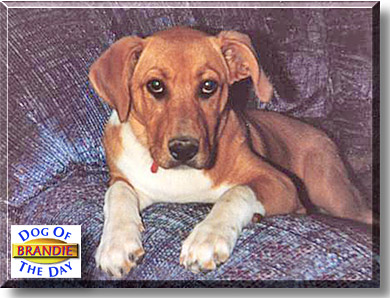 Brandie, the Dog of the Day