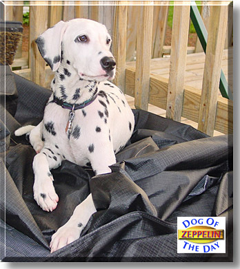 Zeppelin, the Dog of the Day