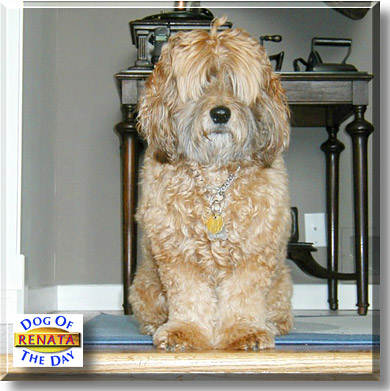 Renata, the Dog of the Day