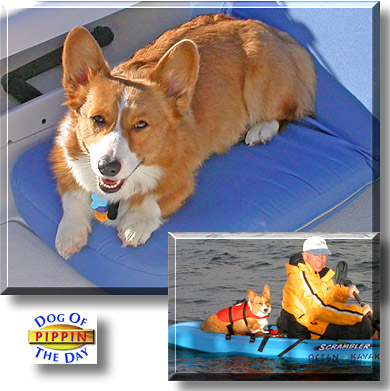 Pippin, the Dog of the Day