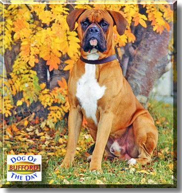 Bufford, the Dog of the Day