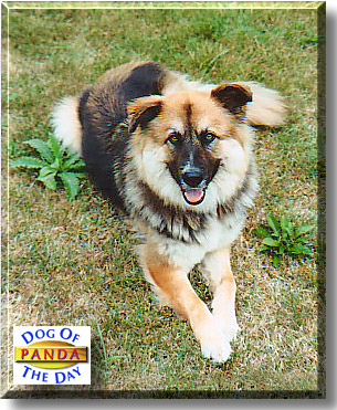 Panda, the Dog of the Day