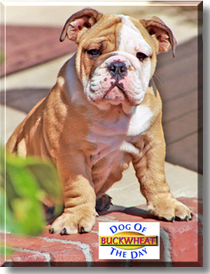 Buckwheat, the Dog of the Day