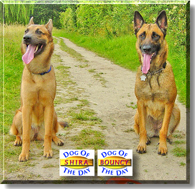 Shira and Bouncy , the Dog of the Day