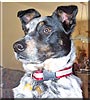 Taz