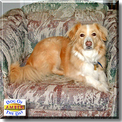 Amber, the Dog of the Day