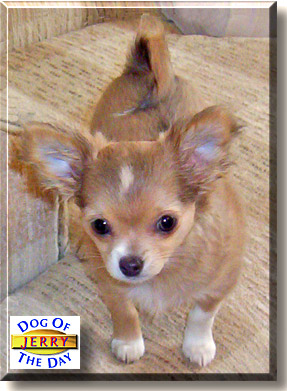Jerry, the Dog of the Day