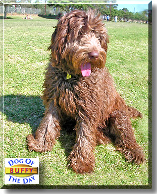 Buffy, the Dog of the Day