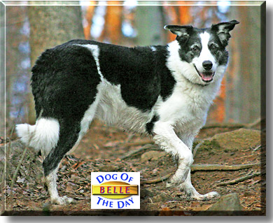 Belle, the Dog of the Day