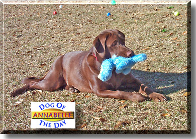 Annabelle, the Dog of the Day