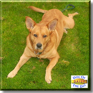 Daisy Mae, the Dog of the Day