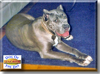 Senorita, the Dog of the Day