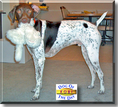 Kobi, the Dog of the Day