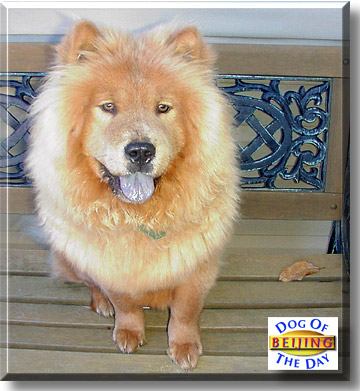 Beijing, the Dog of the Day