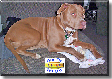 Chief, the Dog of the Day