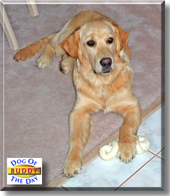 Buddy, the Dog of the Day