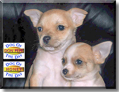 Don Pepe, Honey, the Dog of the Day