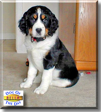 Bella Rose, the Dog of the Day