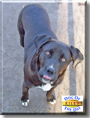 Kiley, the Dog of the Day